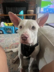 A white American Pit Bull Terrier dog with large pointy ears 