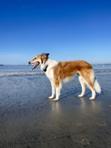 A brown and white dog at the beach