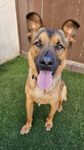 A German Shepherd / Belgian Malinois mixed-breed dog