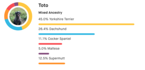 Embark breed results for a dog named Toto showing 45.0% Yorkshire Terrier, 26.4% Dachshund, 11.1% Cocker Spaniel, 5.0% Maltese, and 12.5% Supermutt.