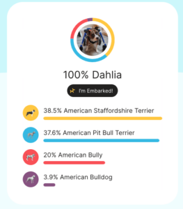 Embark breed results for Dahlia show  that she is 38.5% American Staffordshire Terrier, 37.6% American Pit Bull Terrier, 20% American Bully, and 3.9% American Bulldog.