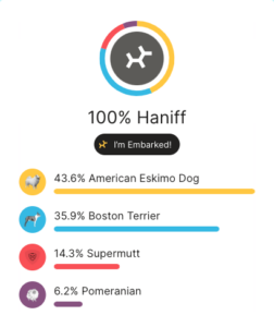 Embark breed ancestry results show that Haniff is 43.6% American Eskimo Dog, 35.9% Boston Terrier, 6.2% Pomeranian, and 14.3% Supermutt.