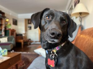 A black dog sits on a couch in a living room.