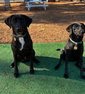 Two dogs sitting next to each other. The one on the left is nearly twice the size as the one on the right.