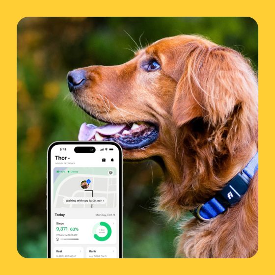 Fi Collar HomePage Callout Image