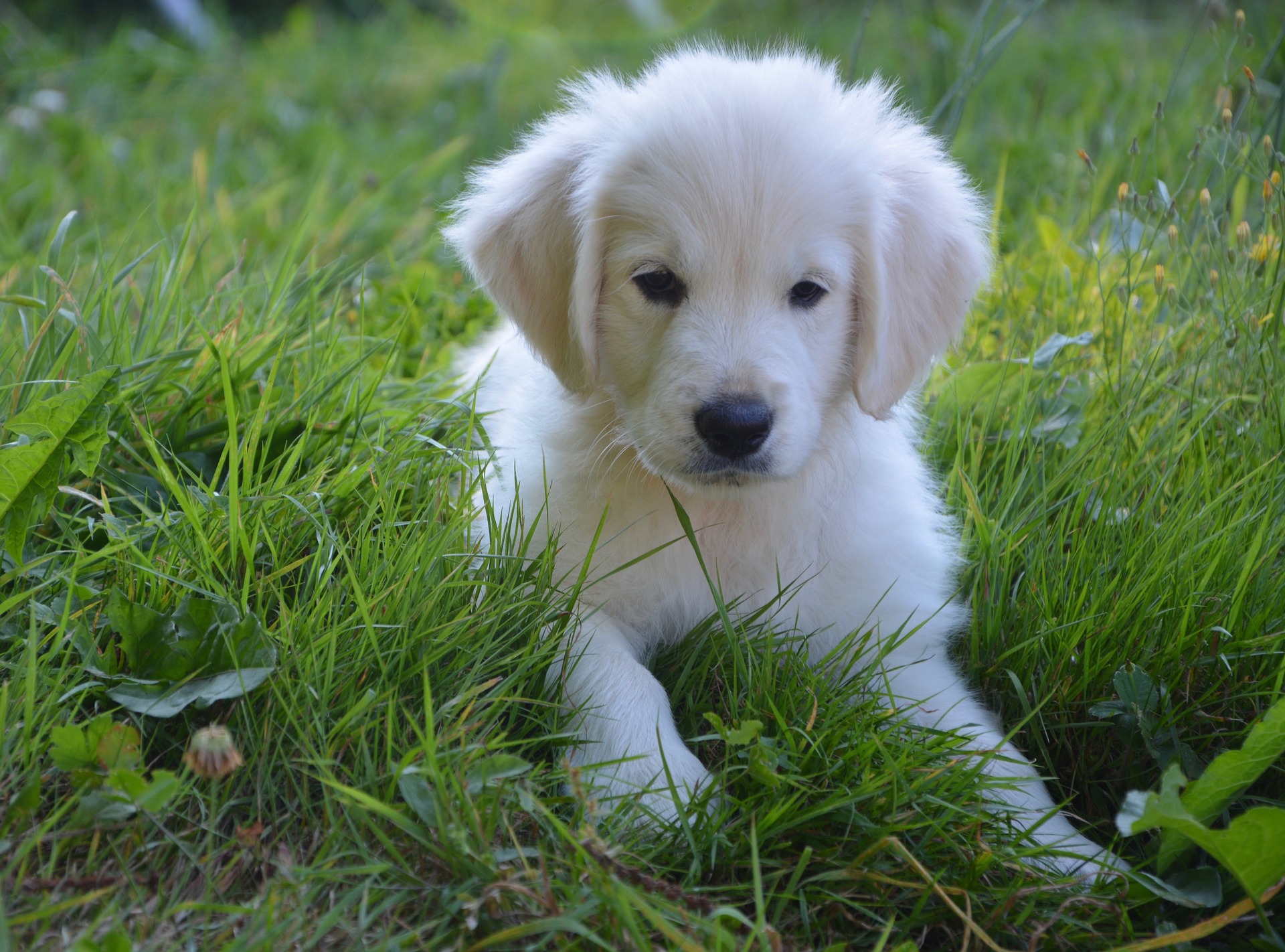 10 Pictures of Golden Retrievers to Make Your Day - Embark GolDen Retriever Puppy