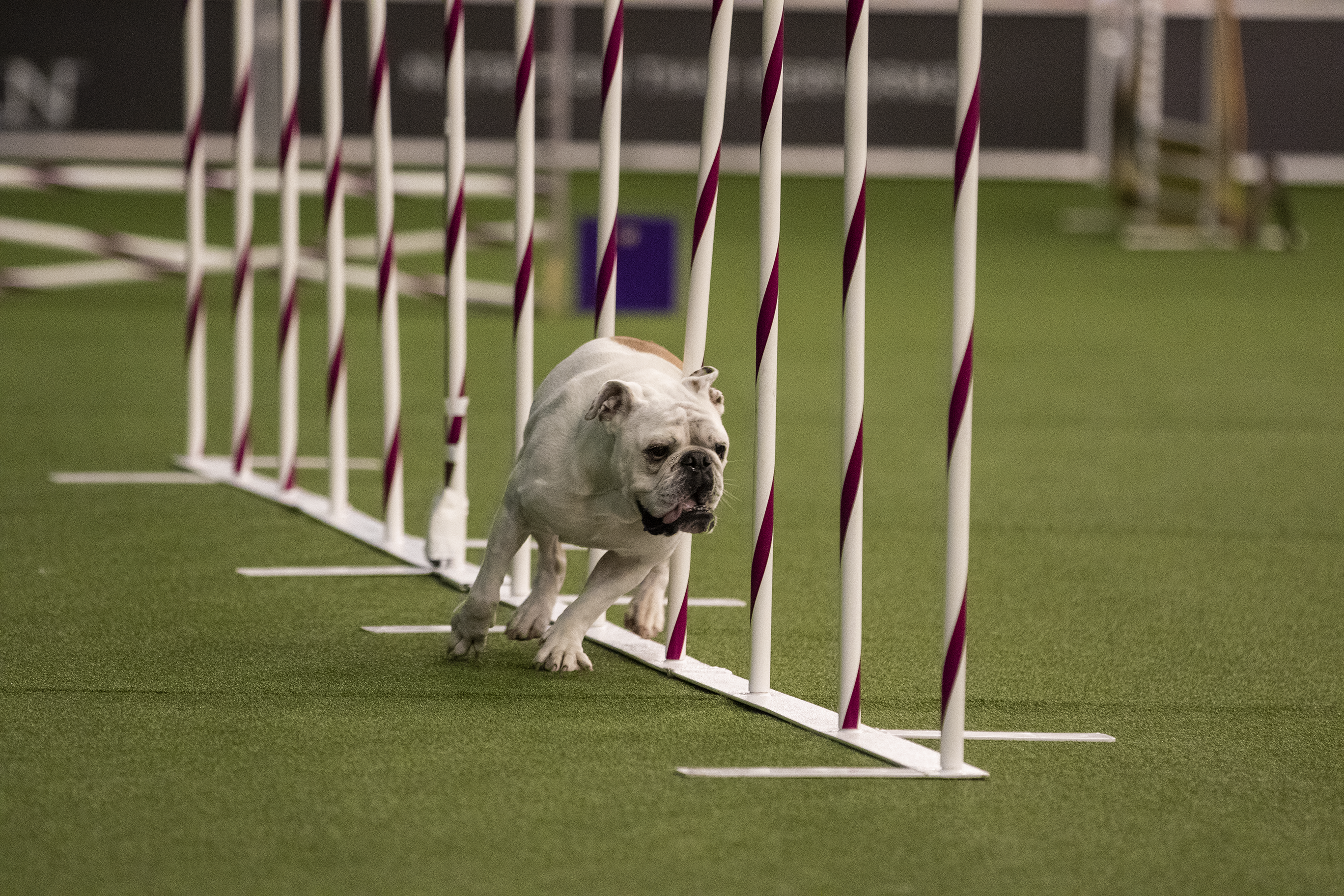 Westminster Week Photos | Embark Dog DNA Test